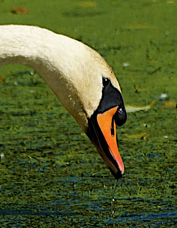 Mute Swan bill 1194