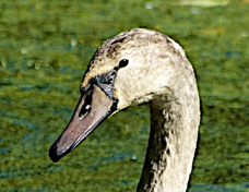 Mute Swan juvenile 1189