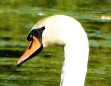 Mute Swan bill 1187