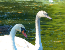 Mute Swans adult & juvenile 1144