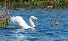 Mute Swan-00174
