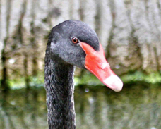 Black Swan 1439