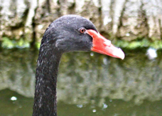 Black Swan 1444
