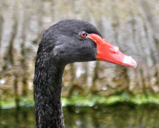 Black Swan 1435