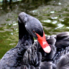 Black Swan 1461