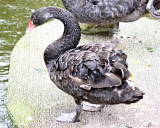 Black Swan 1453