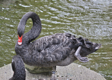 Black Swan 1458