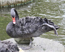 Black Swan 1463