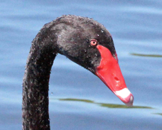 Black Swan 2701