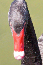 Black Swan 2714