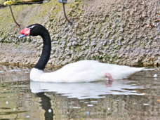 Black-necked Swan 0453