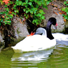 Black-neckec Swan 8590