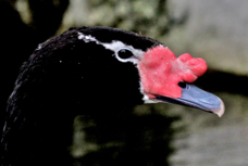 Black-necked Swan 7640