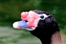 Black-necked Swan 7648
