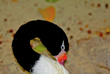 Black-necked Swan 7850