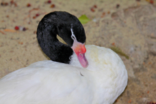 Black-necked Swan 7859