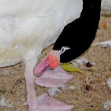 Black-necked Swan 7861