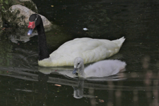 Black-necked Swan 7645