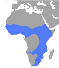 range Africal Spoonbill