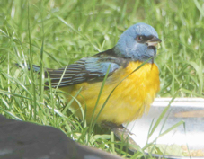 Blue and Yellow Tanager 7278