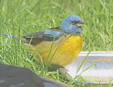 Blue and Yellow Tanager 7277