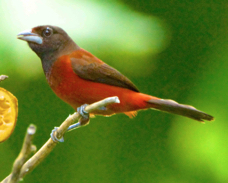 Crimson-backed Tanager 1480