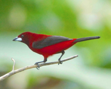 Crimson-backed Tanager female1422