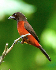 Crimson-backed Tanager male1369