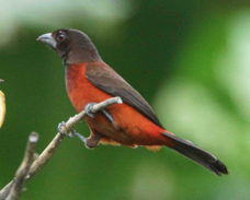 Crimson-backed Tanager 1374