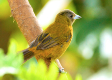Tanager Gray-headed female 2676