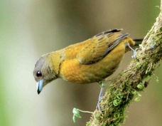 Tanager Gray-headed female 4859