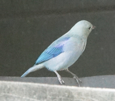 Blue-grey Tanager-152