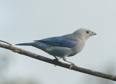Blue-grey Tanager-1161