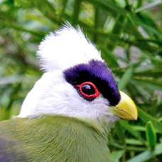 White-crested Turaco 8558