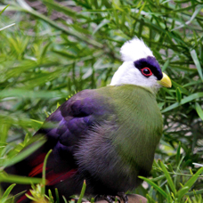 White-crested Turaco 8559