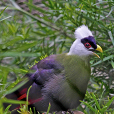 White-crested Turaco 8573