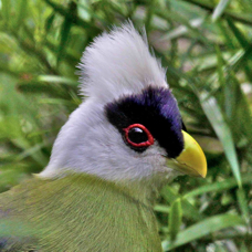 White-crested Turaco 8587