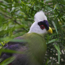 White-crested Turaco 8588