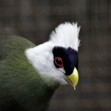 White-crested Turaco 8454