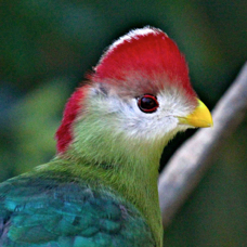 Red-crested Turaco 1442