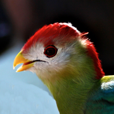 Red-crested Turaco 1688