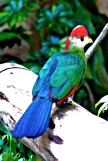 Red-crested Turaco 1440