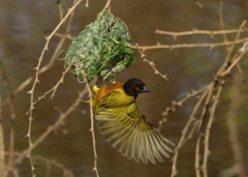 Weaver Golden-Backed at nest 1327