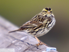 Savannah Sparrow 3171
