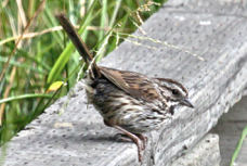 Savannah Sparrow 4853