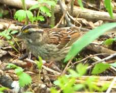 White-throated Sparrow 2871