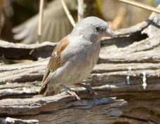 Sparrow Swahili 9369