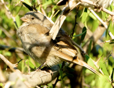 Sparrow Swahili 8641