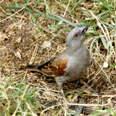 Sparrow Parrot-billed 3107