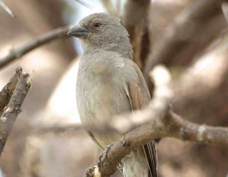 Sparrow Parrot-billed 5314